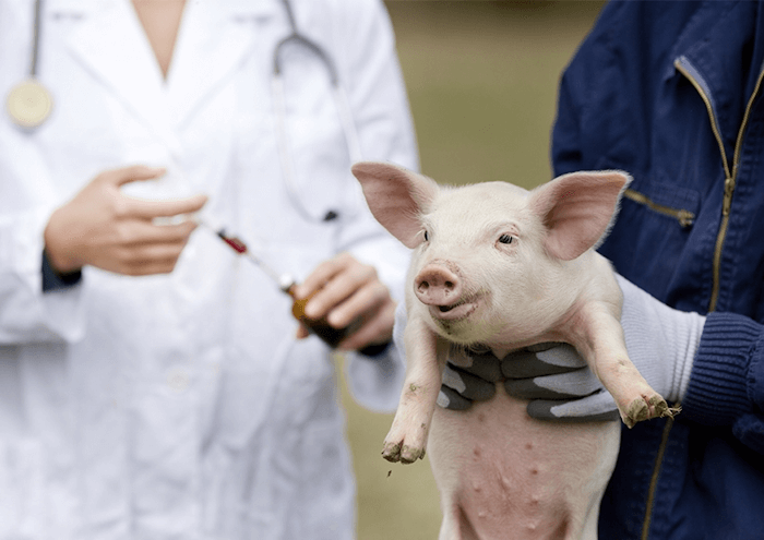 Vaccin porc